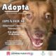 Inicia jornada de adopciones y servicios veterinarios en Control Canino